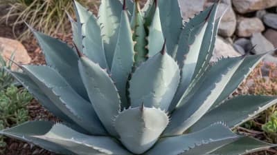 Parry Agave