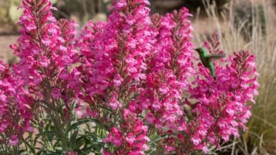 Parry's Penstemon