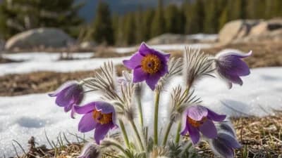 Pasque Flower