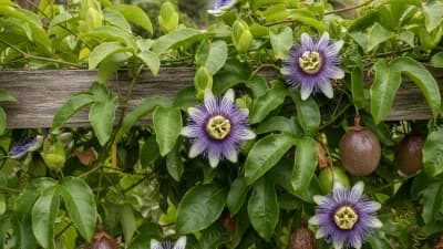 Passion Flower