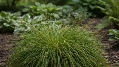 Pennsylvania Sedge