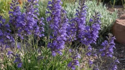 Penstemon