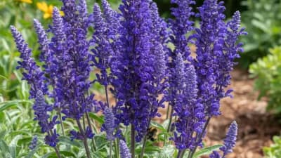 Perennial Salvia
