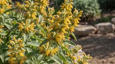 Jerusalem Sage