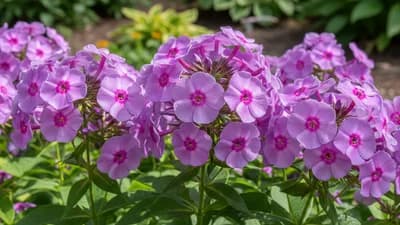 Phlox