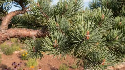 Piñon Pine
