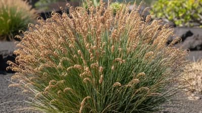 Pili Grass