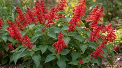 Pineapple Sage