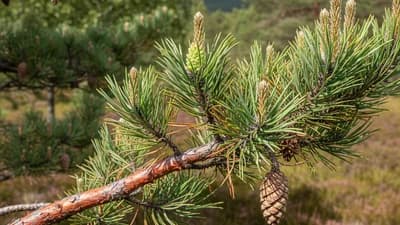 Pin sylvestre