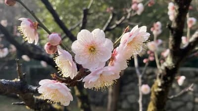 梅花
