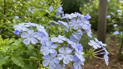 Plumbago