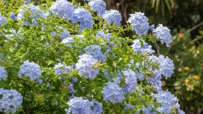 Plumbago