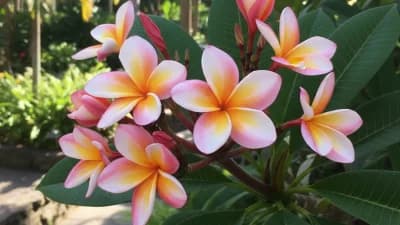 Plumeria