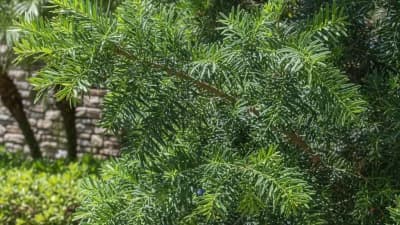 Podocarpus
