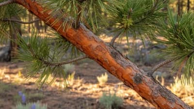 Ponderosa Pine