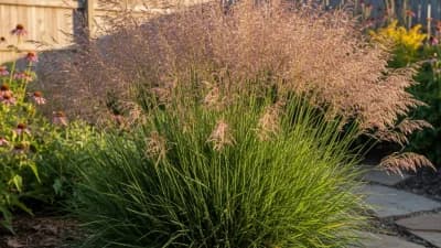 Prairie Dropseed