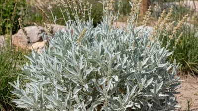 Prairie Sage