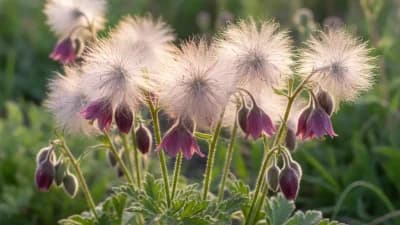Prairie Smoke