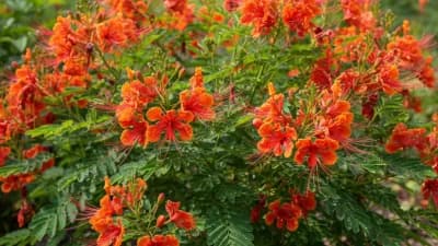 Pride of Barbados