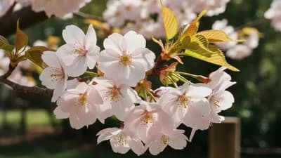 Cerisier du Japon