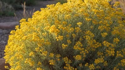 Rabbitbrush