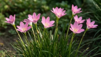 Rain Lily