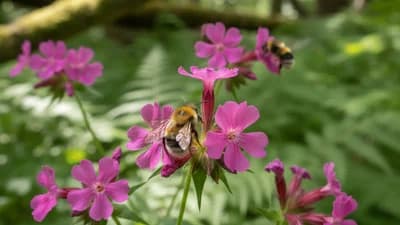 Red Campion