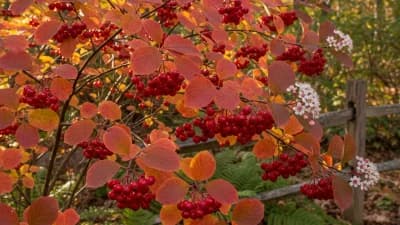 Red Chokeberry