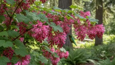 Red Flowering Currant