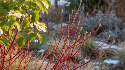 Red Osier Dogwood