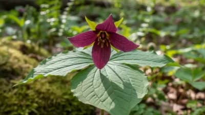 Red Trillium