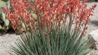 Red Yucca