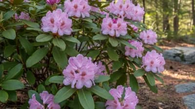 Rhododendron