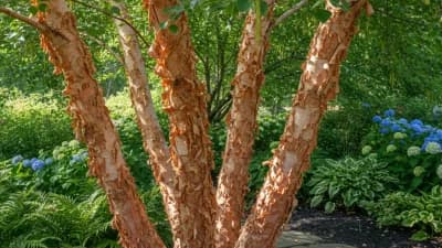 River Birch