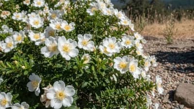 Rockrose (Select Varieties)