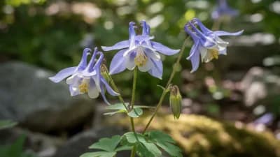 Rocky Mountain Columbine