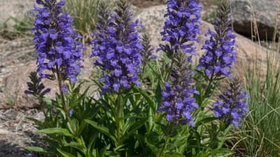 Rocky Mountain Penstemon