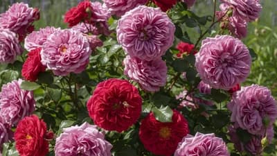 Rose Ancienne de France