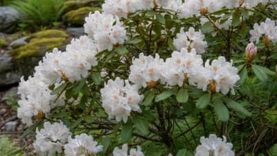 Rosebay Rhododendron