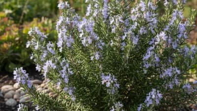 Rosemary (Arp Variety)