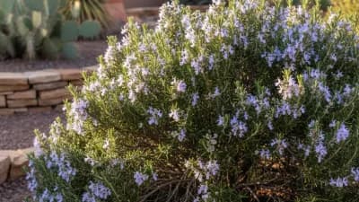 Rosemary (Cold-Hardy Varieties)
