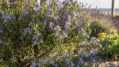 Rosemary (Select Hardy Varieties)