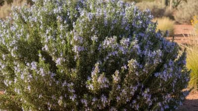 Rosemary