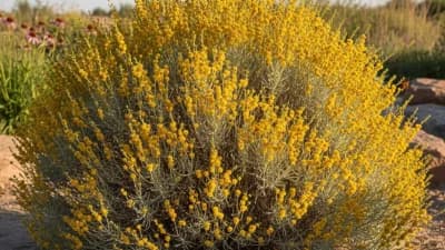 Rubber Rabbitbrush