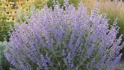 Russian Sage