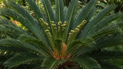 Sago Cycad
