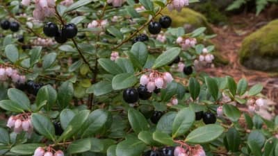 Salal