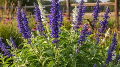 Salvia Azul