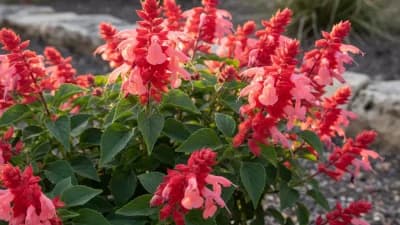 Salvia Greggii
