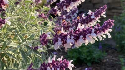 Salvia mexicana